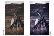 Lightroom Preset - Black Cat, an Action Add-On by Design Aesthetic (Thumbnail 3 of 12)