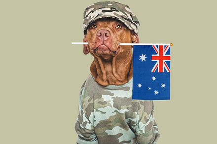Cute brown dog, military shirt and Australian Flag