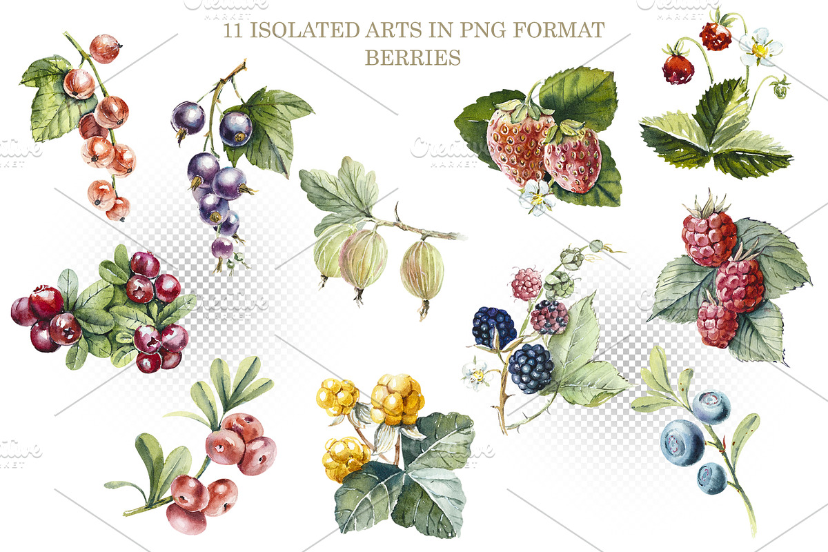 Berries & Mushrooms Clipart, an Illustration by Budogoshch (Photo 3 of 7)