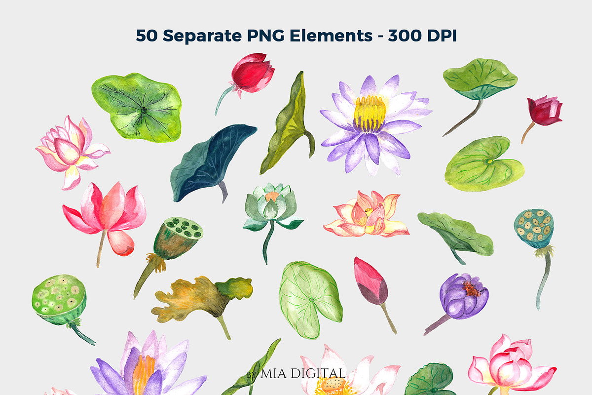 Lotus Flower, Water Lily Elements, an Illustration by Mia Digital (Photo 3 of 5)