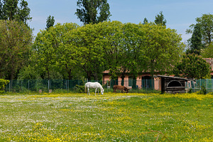 White horse and brown donkey peacefully feeding in the spring fi, a Nature Photo by Bepslabor