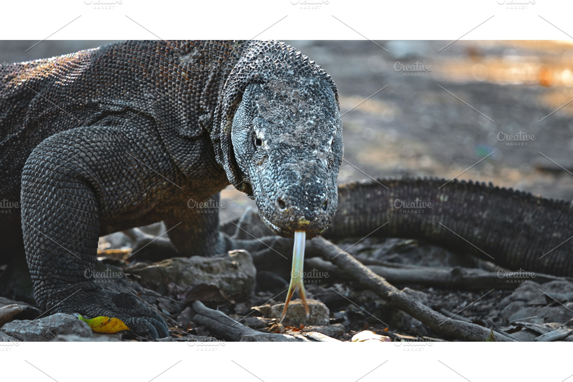 Komodo dragon flicking its forked, an Animal Photo by Goinyk