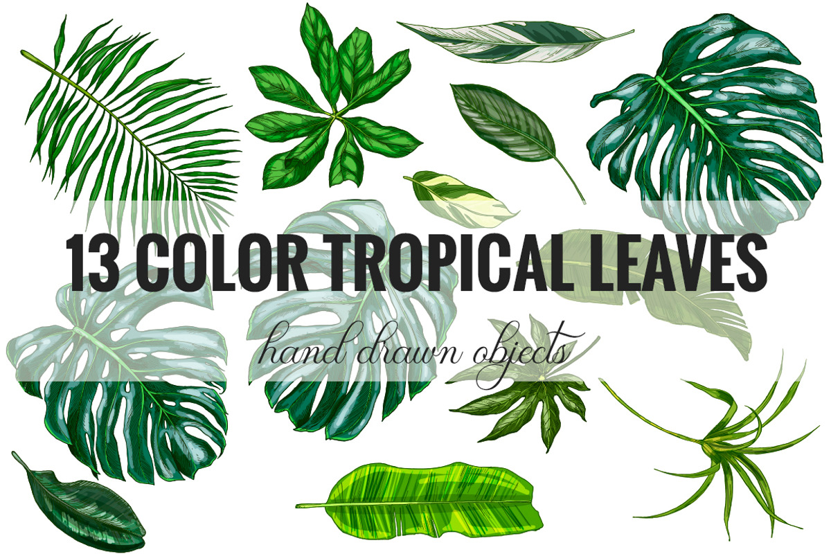 Tropical leaves. Vector Collection, an Illustration by JSolomatina (Photo 2 of 5)