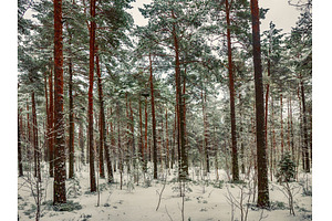 Forest in Estonia, covered with snow, a Nature Photo by Nature and travel