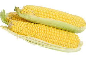 Fresh cobs of ripe corn in green leaves on isolated background., a Food & Drink Photo by ndanko