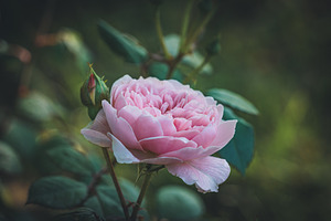 Pink english rose 'wisley 2008' ii stock photo containing rose and pink rose