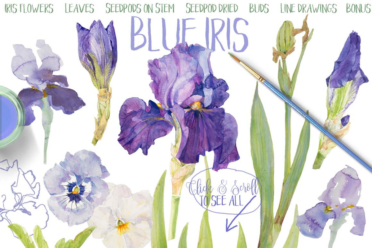 BLUE IRIS - watercolor clipart set, an Illustration by watercolorwild.graphics (Photo 6 of 7)