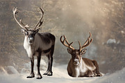 Reindeer PNG Overlays, an Object Graphic by Wild Honey Design Co. (Thumbnail 6 of 7)