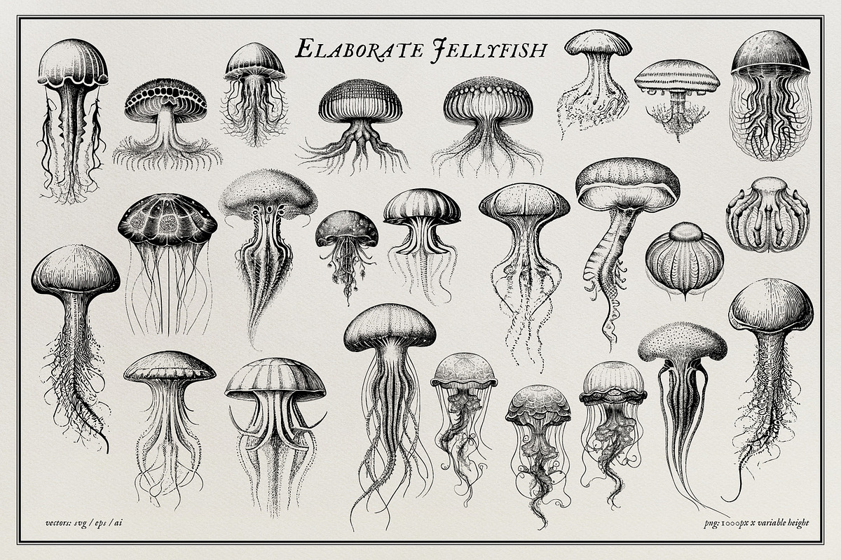 Aquatic Natural History Collection, an Object Graphic by Blixa 6 Studios (Photo 10 of 24)
