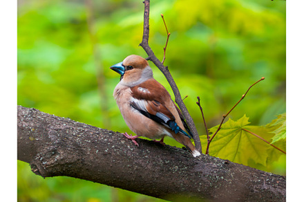 The hawfinch or Coccothraustes