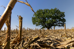 tall oak with large branches and green foliage in clear sunny weather, blue sky, a Photo by rsoollAI