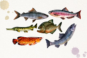 Amazon Fishing Watercolor, an Illustration by Graphobia (Thumbnail 3 of 11)