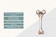 Watercolor Human Anatomy Clipart, a Person Illustration by BusyDaydesign (Thumbnail 5 of 9)