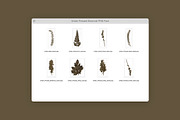 Umber Pressed Botanical PNG, an Object Graphic by Custom Scene (Thumbnail 3 of 8)
