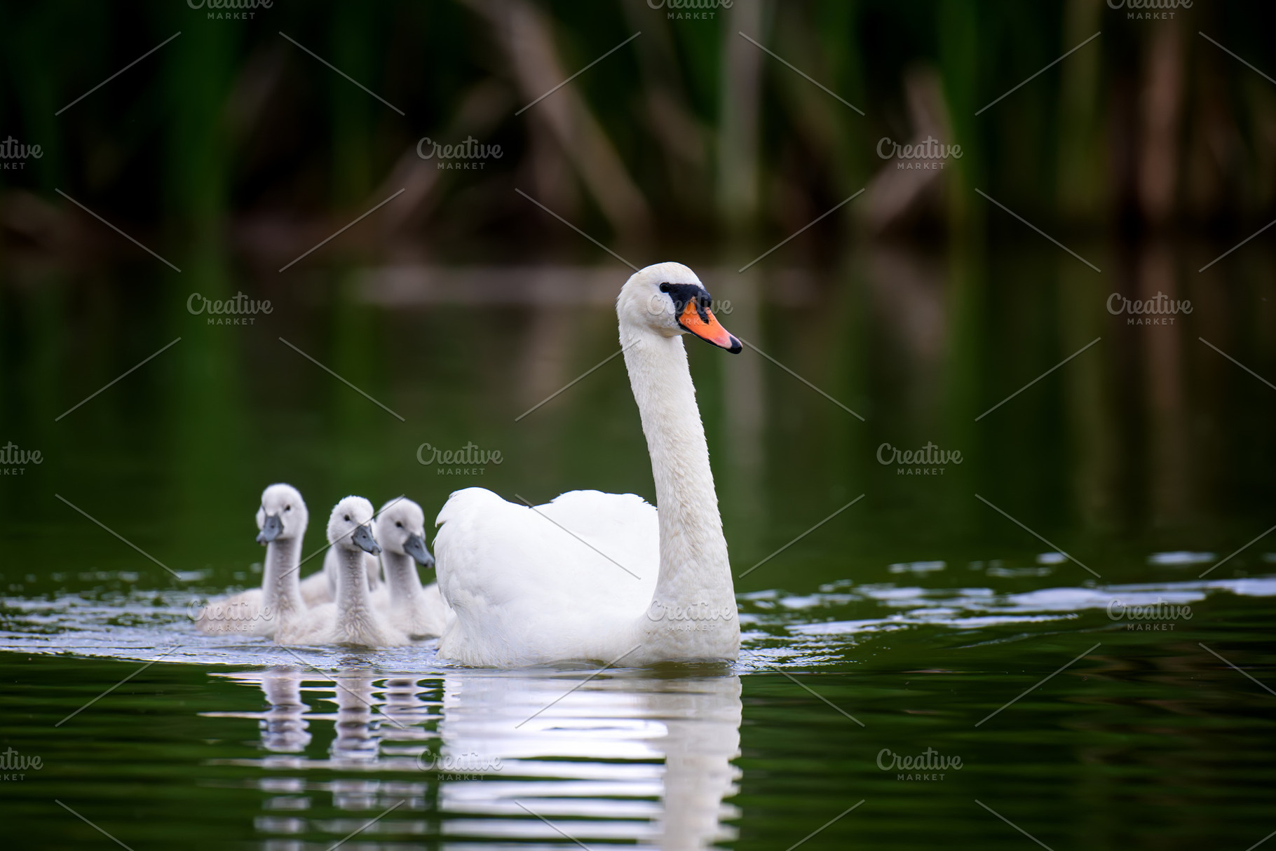 A graceful white swan leads a line of fluffy grey cygnets across, an Animal Photo by Byrdyak
