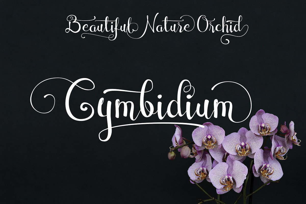 Cymbidium Script