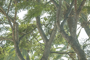 Low angle view park trees, a Nature Photo by DanFLCreativo