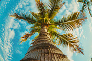 98 Trees view from below, a Nature Photo by Handmadefont (Thumbnail 65 of 98)
