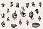 Shells - Vintage Engravings Set, an Illustration by Graphic Goods (Thumbnail 4 of 7)
