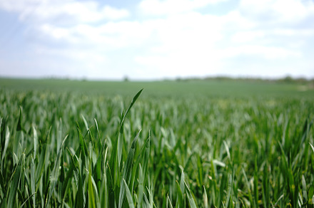 Green field featuring field, farm, and green