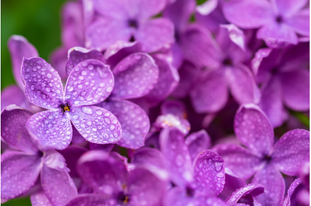 Lilac flowers macro, a Nature Photo by Nature and travel
