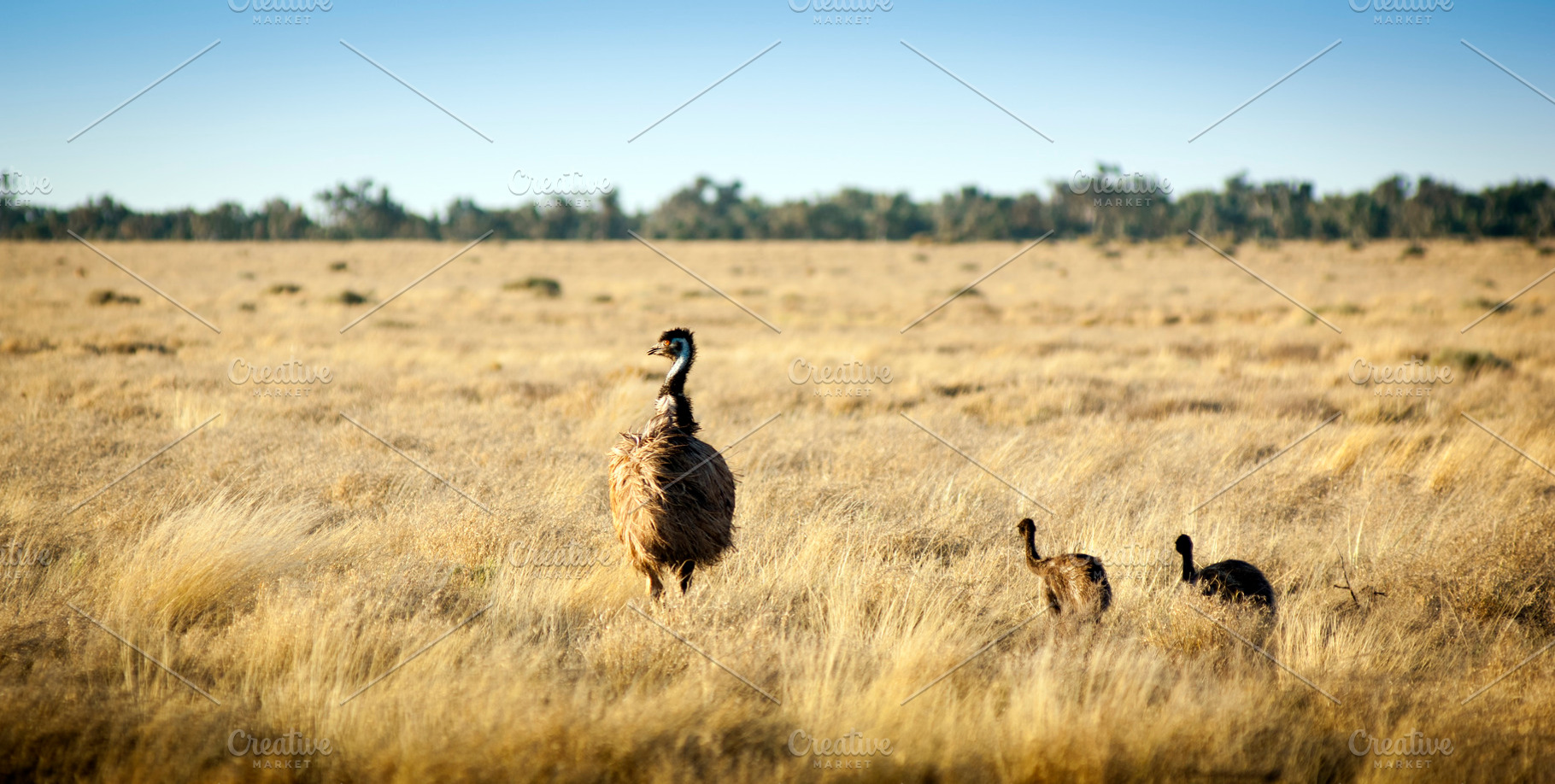 Emu Chicks, an Animal Photo by THP Creative
