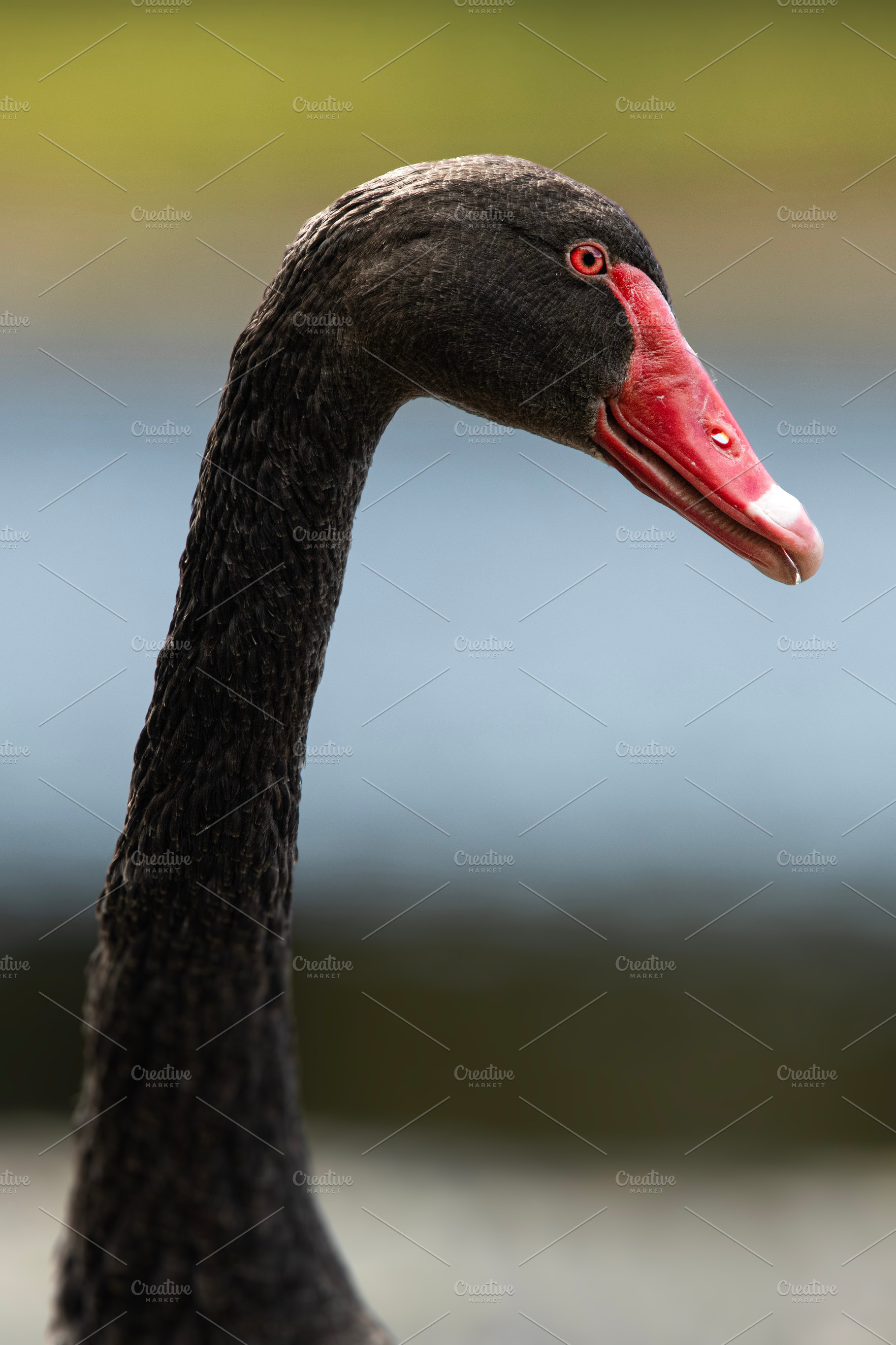 Black Swan Bird, an Animal Photo by Rob D Animal Photography