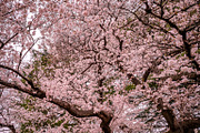 6 photos, Cherry Blossom gardens, a Nature Photo by Silent Nature (Thumbnail 1 of 6)