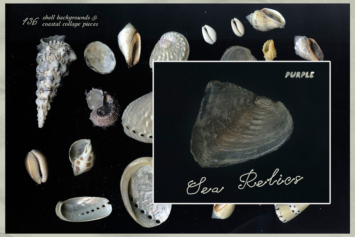 Sea Relics: Objects & Backgrounds, an Object Graphic by Purple (Photo 1 of 14)