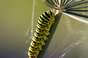 Macro shot of an Old World swallowtail caterpillar sitting on a dill plant stem, an Animal Photo by Rohan Photography