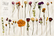 Fresh & Dried Flower Flat Lay, a Product Mockup by Eclectic Anthology (Thumbnail 2 of 8)