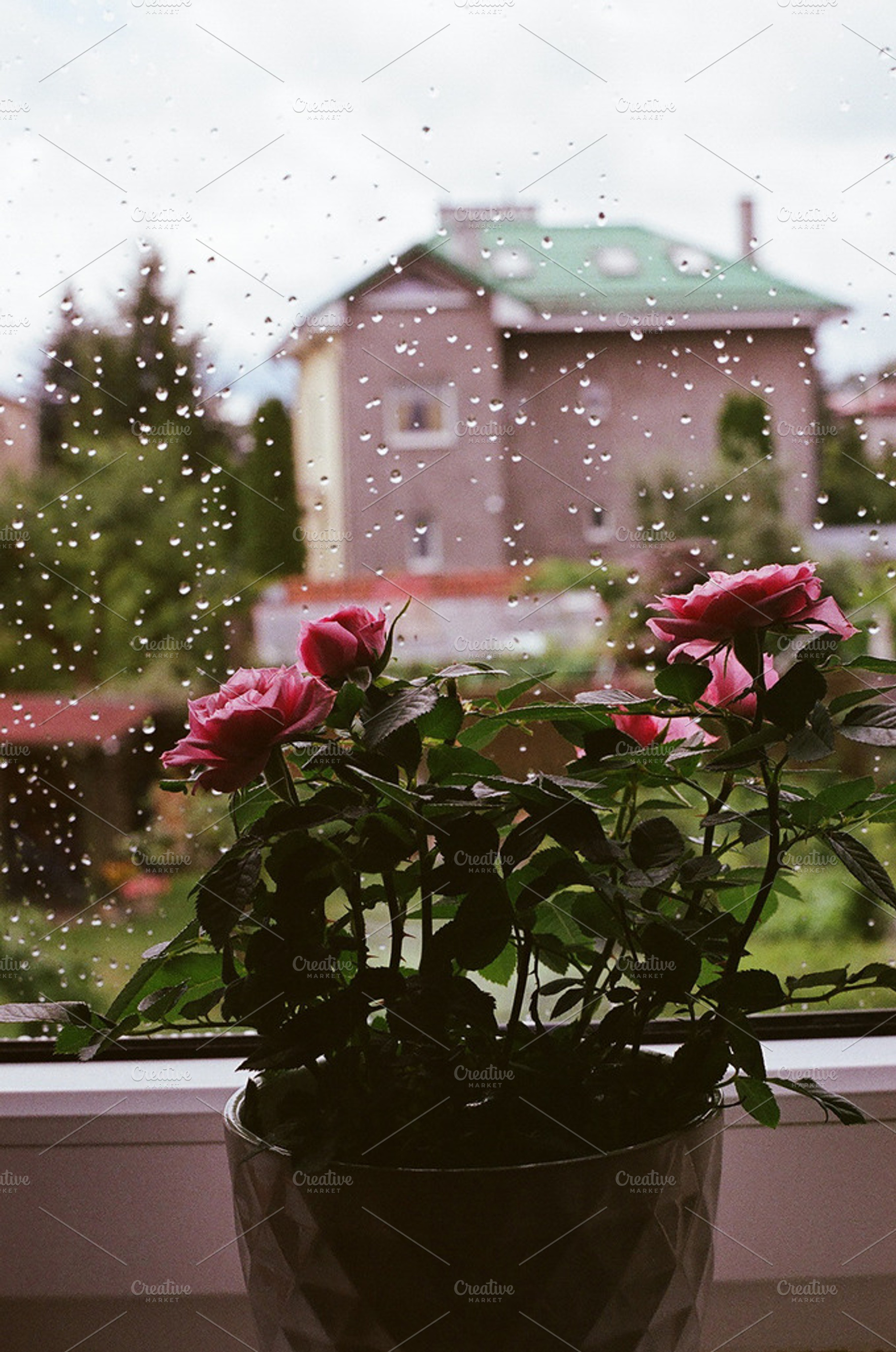 Stock photo: Rain and roses, an Arts & Entertainment Photo by Kasia Górska