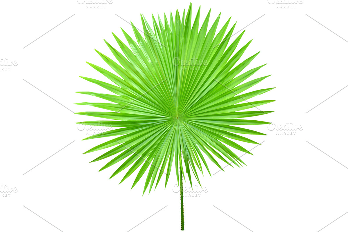 Palm Leaves Isolated, an Object Graphic by pixelworkz (Photo 5 of 7)