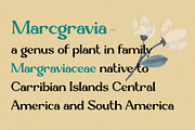 Marcgravia - Modern Serif, a Serif Font by erlosDESIGN (Thumbnail 11 of 12)