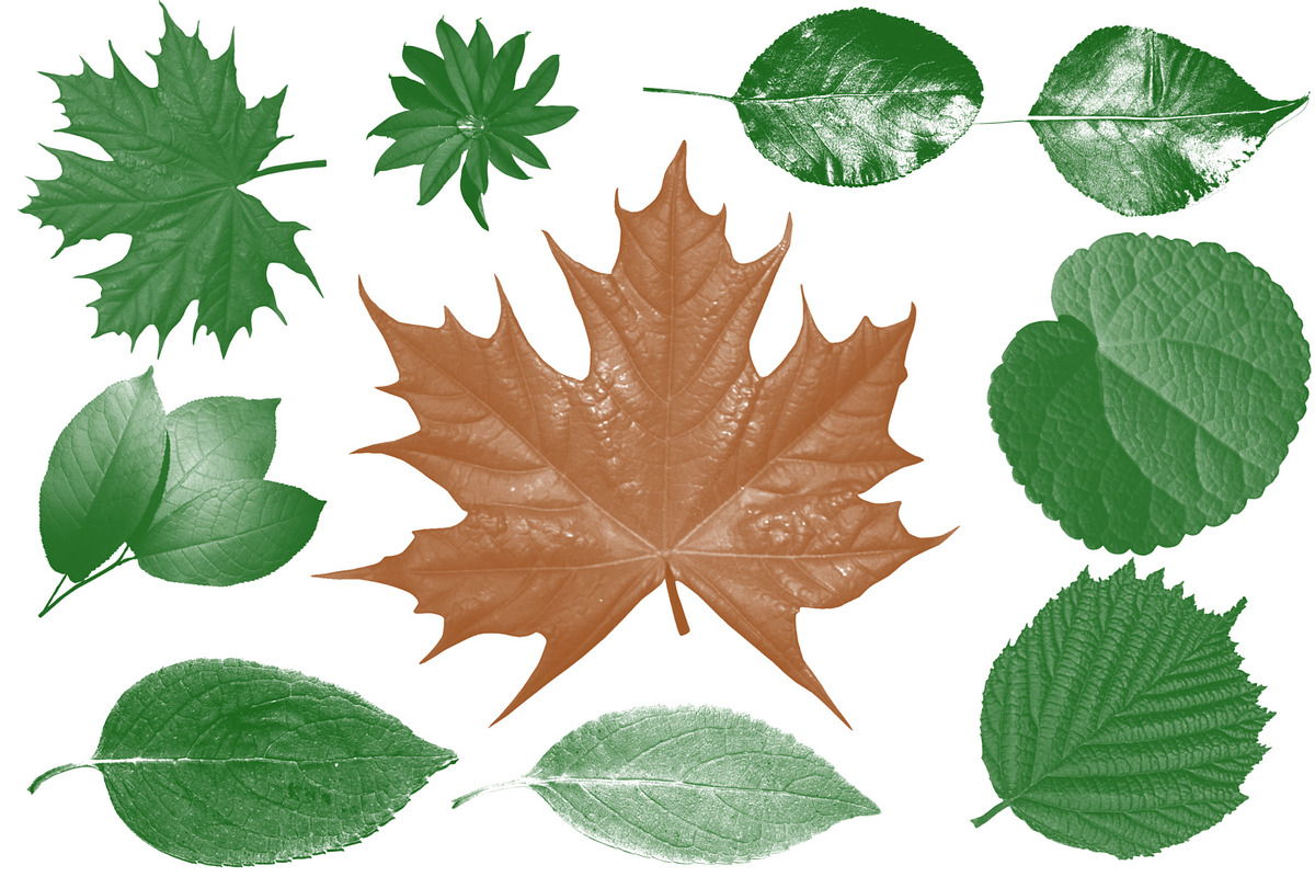 Leaf brush stamps Photoshop, a Brush Add-On by Chipshpow Graphics (Photo 8 of 8)