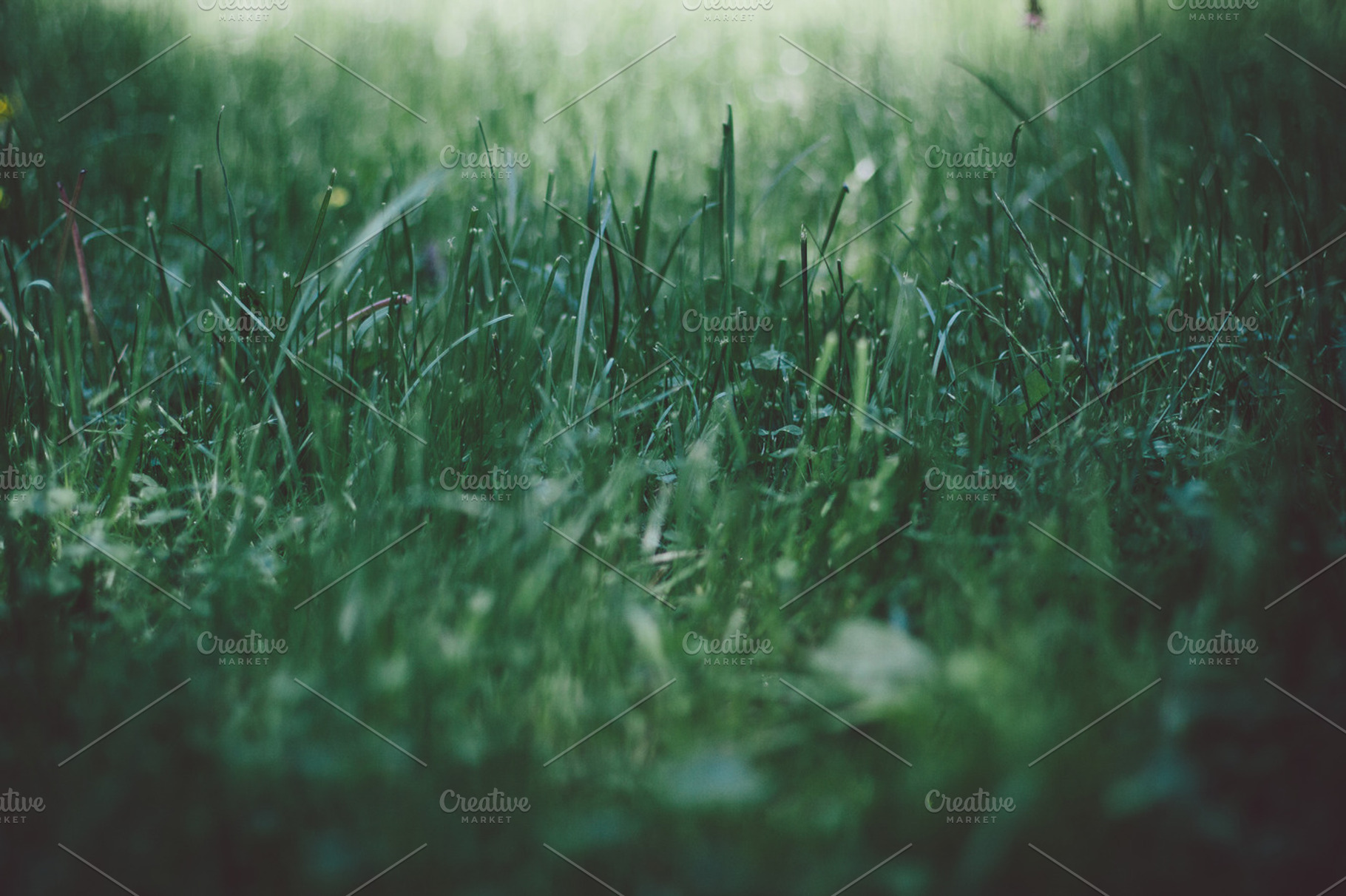Grass Stock Photo Containing Grass And Nature