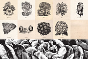 Vintage Fruit Vegetables & Flowers, an Object Graphic by Eclectic Anthology (Thumbnail 10 of 11)