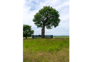 The Royal Oak where Charles II hid, a Nature Photo by Backyard Stock