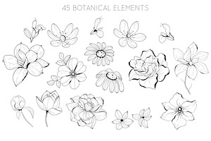 Botanical Hand Drawn Collection