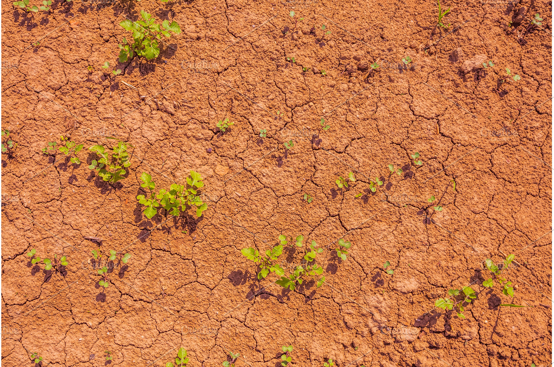 Cracked earth, metaphoric for, an Abstract Photo by Lukas Jonaitis SHOP
