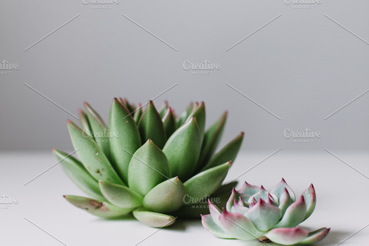 Succulent mini bundle featuring succulent, fresh, and green, an Arts & Entertainment Photo by Light & Grace (Photo 3 of 4)