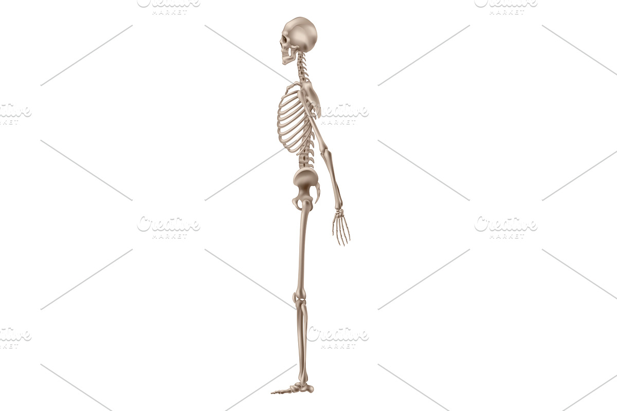 Human skeleton side view, a Person Illustration by Things for designers