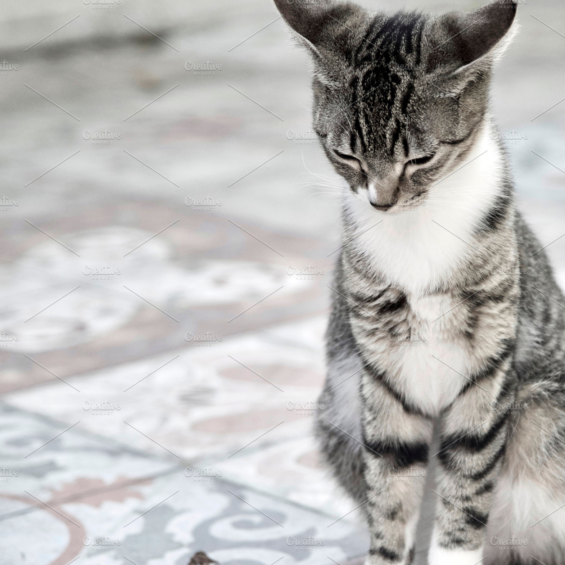 Meditating Cat, an Animal Photo by kristiangallagher