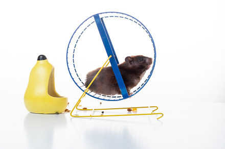 Hamster running on a wheel. Hamster in the wheel on a white background. Isolate, an Animal Photo by Stockphoto by vzwer