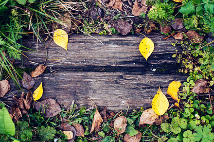 A beautiful wooden background a leaf of a yellow green autumn day in nature a