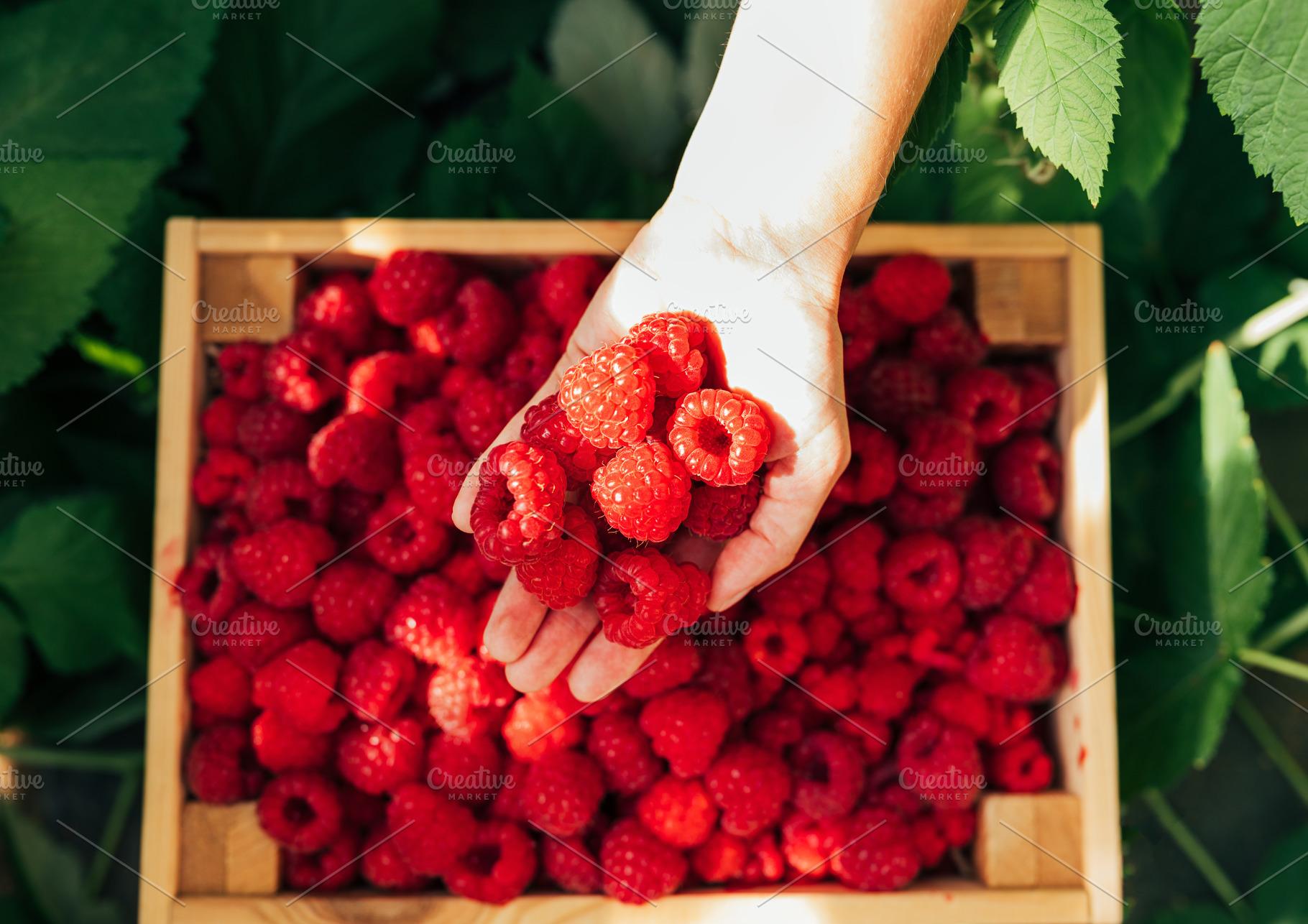 Shot from above on a female hand, a Food & Drink Photo by Artem Varnitsin