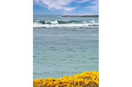 Coastal Landscape with Yellow, a Nature Photo by tilialucida