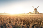 Autumn rural landscape, a Food Illustration by Countryside life (Thumbnail 4 of 9)