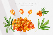 Cosmetic Ingredients Watercolor set, a Healthcare Illustration by Volha Studio (Thumbnail 13 of 19)