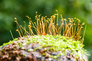 Lichen or moss